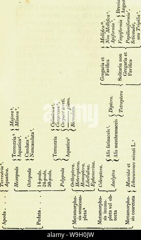 Archiv Bild ab Seite 446 Eine Einführung in die Entomologie, oder, Stockfoto