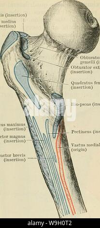 Archiv Bild ab Seite 449 von Cunningham's Lehrbuch der Anatomie (1914). Cunninghams Lehrbuch der Anatomie cunninghamstextb 00 cunn Jahr: 1914 (416 DER MUSKULATUR. Piriformis (Insertion) Glutene medius (Insertion); emelli (Insertion) Obturator externus (Insertion) Quadratus femoris (Insertion) Ilio - PSOAS (Insertion) und das dorsum ilii nur lateral der Superior anteriore Wirbelsäule, und von der Faszie über seine Mantelfläche (Abb. 369, S. 415). Wie der Gluteus Maximus von der Fascia lata investiert, ist es distal auf das Niveau der USA und Trochanter major des Femur eingefügt Stockfoto