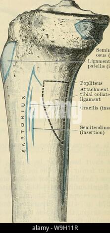 Archiv Bild ab Seite 453 von Cunningham's Lehrbuch der Anatomie (1914). Cunninghams Lehrbuch der Anatomie cunninghamstextb 00 cunn Jahr: 1914 (Tibialis Muskelsehne (mit gemeinsamen peronaeus Nerv) Plantaris Gastro-cnemius Semimembran-Osus (Insertion) Ligamentum Patellae (Insertion) Popliteus Befestigung der Schienbeinkopf collateral Ligament (Insertion) Semitendinosus (Insertion) Abb. 375.- Die Muskeln auf dem hinteren Teil des rechten Oberschenkel. Schwein. 376,- Muscle-Attachments auf die mediale Oberfläche der proximalen Teil der Acht Tibia. Und seitlich, Formen der Frontpartie, die die poplite Stockfoto