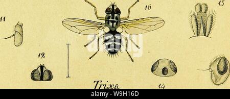 Archiv Bild von Seite 457 Systematische Beschreibung der bekannten europäischen. Systematische Beschreibung der bekannten europäischen zweiflügeligen Kämpfen CUbiodiversity 1125517-9536 Jahr: 1818 (tianici Triocä. Stockfoto