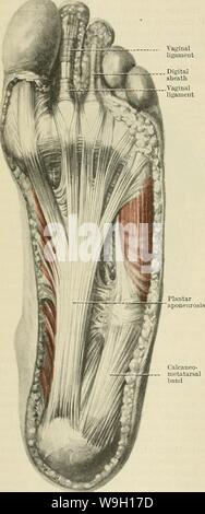 Archiv Bild ab Seite 457 von Cunningham's Lehrbuch der Anatomie (1914) Stockfoto