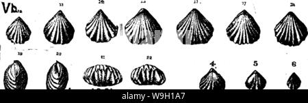 Archiv Bild ab Seite 458 von einem Wörterbuch der Fossilien Stockfoto