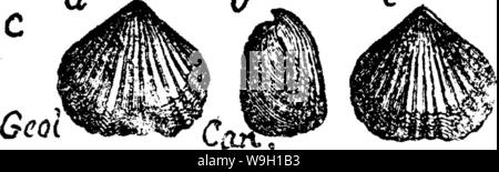 Archiv Bild ab Seite 458 von einem Wörterbuch der Fossilien Stockfoto