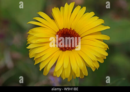 Wilde gelbe daisy auch gelbe Chrysantheme maxim oder Shasta Daisy mit einem Orange Center in der Nähe im Sommer in Italien genannt Stockfoto