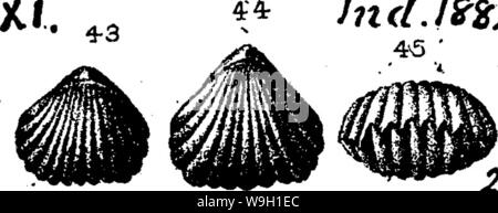 Archiv Bild ab Seite 462 von einem Wörterbuch der Fossilien Stockfoto