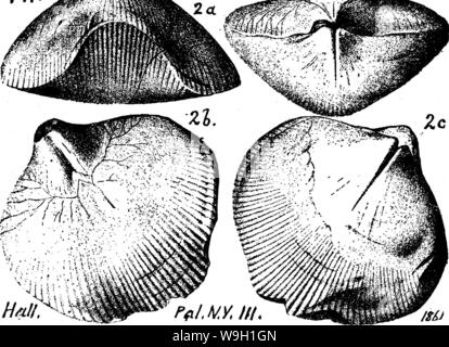 Archiv Bild ab Seite 464 von einem Wörterbuch der Fossilien Stockfoto