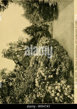 Archiv Bild von Seite 464 des kultivierten Evergreens; ein Handbuch Stockfoto