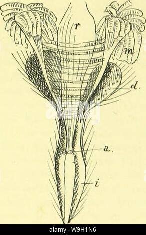 Archiv Bild ab Seite 468 der Anatomie, Physiologie, Morphologie und Stockfoto