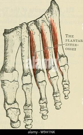 Archiv Bild ab Seite 468 von Cunningham's Lehrbuch der Anatomie (1914) Stockfoto