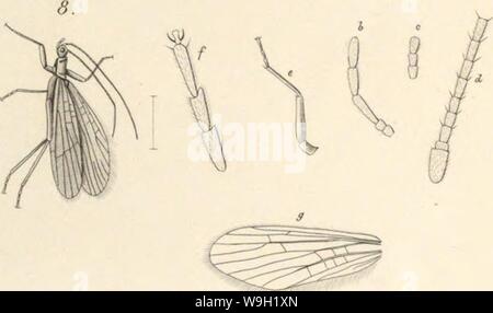 Archiv Bild von Seite 474 Sterben im Bernstein befindlichen organischen Stockfoto