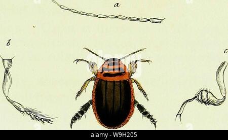 Archiv Bild ab Seite 473 von ROHSTOFFWIRTSCHAFTLICHE Britannica sistens Insecta Stockfoto