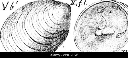 Archiv Bild ab Seite 476 von einem Wörterbuch der Fossilien Stockfoto