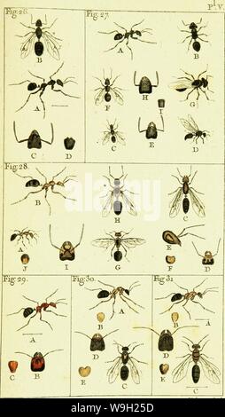 Archiv Bild ab Seite 480 von Histoire Naturelle des fourmis, et Histoire Naturelle des fourmis, et Recueil de Mémoires et d'Beobachtungen sur les Abeilles, Les araignées, Les faucheurs, et autres insectes CUbiodiversity Jahr: 1802 1127331 (Ôuduiotcùi. Va & Tiere Scufr. Stockfoto