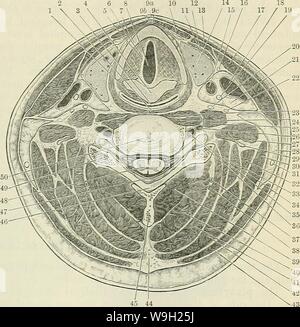 Archiv Bild ab Seite 480 von Cunninghams Lehrbuch der Anatomie (1914). Cunninghams Lehrbuch der Anatomie cunninghamstextb 00 cunn Jahr: 1914 (EASCLE und Muskeln des Kopfes und des Halses. 447 Die tiefen Faszie von Kopf, Hals und präsentiert viele bemerkenswerte Zeichen. Über die Kopfhaut durch die Galea aponeurotica vertreten ist (O.T. epicranial aponeurosis), die Sehne des epicraneus Muskel. Dies ist eine harte Membran, eng über der calvaria, aus dem es durch lose areolar Tissue getrennt gestreckt wird. Es ist Posterior befestigt, teilweise durch die Agentur der Occipitalis Muskel, den superio Stockfoto