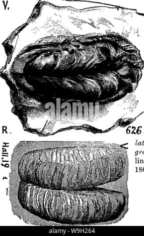 Archiv Bild ab Seite 482 von einem Wörterbuch der Fossilien Stockfoto