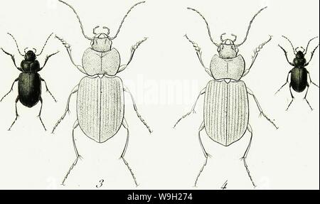 Archiv Bild ab Seite 480 von Iconographie et Histoire Naturelle des. Iconographie et Histoire Naturelle des coléoptères d'Europa; CUbiodiversity 1128626-9560 Jahr: 1829 (ich. L. PeltoiAes. 2. L. JEcniîCtllS. 3, L. C assideus. 4. L. DepressiLS.   P,/Jttme/itl Fina: Es Eù ûzrexz £. Stockfoto