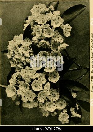 Archiv Bild von Seite 484 des kultivierten Evergreens; ein Handbuch Stockfoto