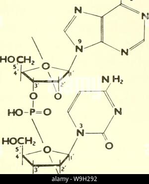 Archiv Bild ab Seite 482 von Strömen in der biochemischen Forschung, 1956; Stockfoto