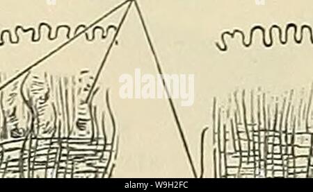 Archiv Bild ab Seite 495 von Cunningham's Lehrbuch der Anatomie (1914). Cunninghams Lehrbuch der Anatomie cunninghamstextb 00 cunn Jahr: 1914 ( Stockfoto