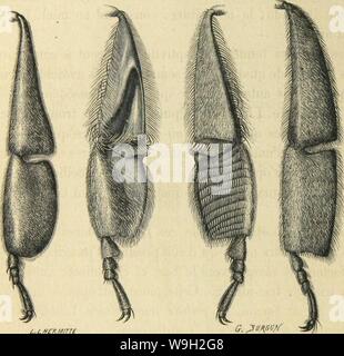 Archiv Bild von Seite 495 des moeurs et Métamorphoses Instinkte des. Métamorphoses moeurs et Instinkte des Insectes (Insectes, myriapodes, arachnides CUbiodiversity 1118075, crustacés) Jahr: 1868 (U-2 LES MCTAMORPIIOSES DES INSECTES. ne travaille Pas, Les instniments doivent Lui manquer dépourvue; elle en est en Effet, mais elle en Ein des Überreste, Comme Les témoins de Parteien importantes chez Sohn Espèce. Il en Est de nuMuo pour le Mâle. Ainsi, chez les femelles et chez les mâles, PATTIÎ POSTÉniEUllE de l'ADEILLE DOMESTIQUE. 1. Uc-la femelle féconde. - 2. Sie l'ouvrière, Vue eo dehors. - 3 Stockfoto