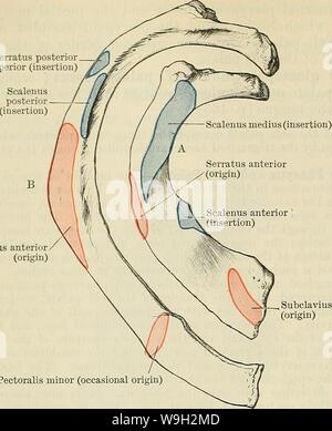 Archiv Bild ab Seite 501 von Cunningham's Lehrbuch der Anatomie (1914) Stockfoto