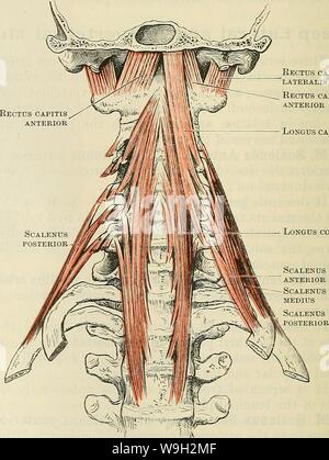 Archiv Bild ab Seite 501 von Cunningham's Lehrbuch der Anatomie (1914) Stockfoto