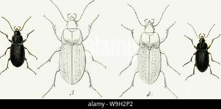 Archiv Bild ab Seite 502 Der Iconographie et Histoire Naturelle des Stockfoto