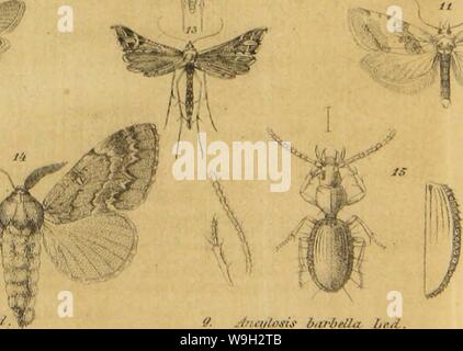 Archiv Bild von Seite 508 des Wiener entomologische Monatschrift (1857). Wiener entomologische Monatschrift CUbiodiversity 1900301-9791 Jahr: 1857 (v-K Sr.. ." SampeS/, â ¢ /'/,/e/Irr/ruri. Bin?/. Iliifys palusti 'dLis ///'. Mi/, /, motUtlxlla Ã¼ed fntylosis barbtlla l-. Ich. Â â â / â¢/. v r/Nu/r/l/iliiirlil. Xc/h-II. Ã¼Mchytts proetr/ata/,.;/. / '.'. Btpressaria negUctt & la Ltd.. f.y PlatyptUuf Mrlxncri '/. rllei;/'l". Hornby pim Urr/iui/i&gt; u; ich. tt,,. Stockfoto