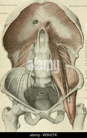 Archiv Bild ab Seite 506 von Cunningham's Lehrbuch der Anatomie (1914) Stockfoto