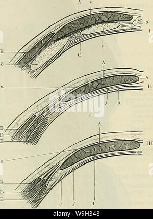 Archiv Bild ab Seite 516 von Cunningham's Lehrbuch der Anatomie (1914) Stockfoto