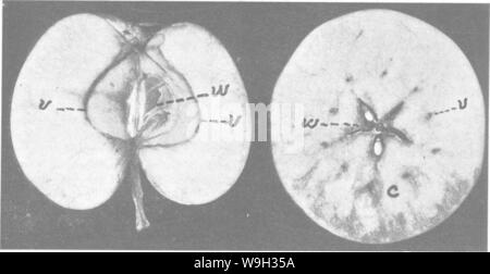 Archiv Bild ab Seite 516 Der Enzyklopädie von praktischen Gartenbau; Stockfoto