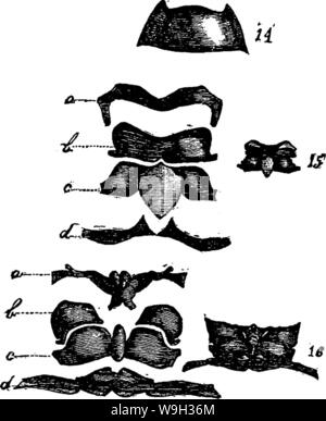 Archiv Bild von Seite 521 eines Handbuchs für die Studie Stockfoto