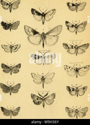 Archiv Bild ab Seite 520 der Wiener entomologische Monatschrift (1857) Stockfoto