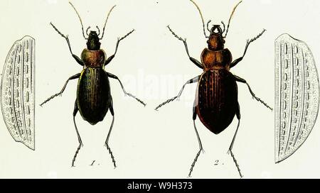 Archiv Bild ab Seite 520 von Iconographie et Histoire Naturelle des. Iconographie et Histoire Naturelle des coléoptères d'Europa; CUbiodiversity 1128626-9559 Jahr: 1829 (ï'orn. l'rPl. Ôo CAHABUS Stockfoto