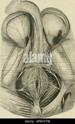 Archiv Bild ab Seite 519 von Cunningham's Lehrbuch der Anatomie (1914) Stockfoto