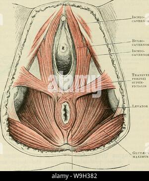 Archiv Bild ab Seite 520 von Cunninghams Lehrbuch der Anatomie (1914) Stockfoto