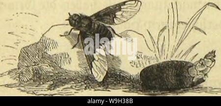 Archiv Bild ab Seite 519 von Kämpfen, Tausendfüssler und Spinnen sterben. Sterben Kämpfen, Tausendfüssler und Spinnen CUbiodiversity Jahr: 1877 1123035 (462 bereits Ctbmuig: 3 haben; iftitgtev jcfjntc gatnrtie: djroefcer. meiere mir in fleincn Kerfen befteljt, mit Ben-ergreifen, toie alte eckten Raubfliegen, fo erfahren allerlei biefe Umgeftaltungen: Mann erblidt auffallenb berbidte 3? ufiglieber, bicljt gefiebevte Scfdjubbung eine djenfeln unb djienen cinjelner Sljeilc, Krümmungen, für} Tot 9 Jcannigfaltig = feit in ber 33 ilbung ber SBeindjen, tute fte Bei feiner jlnciten gamilic nncbcrfcljren Bü Stockfoto