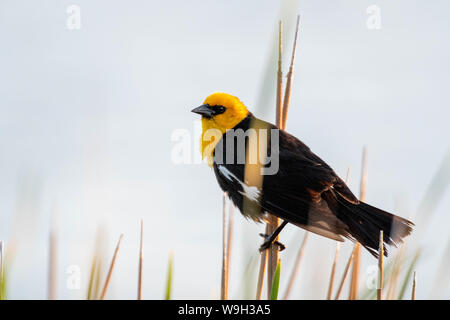 Männliche Yellow-headed blackbird, (Xanthocephalus xanthocephalus), Maxwell National Wildlife Refuge, New Mexico, USA. Stockfoto