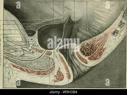 Archiv Bild ab Seite 524 von Cunningham's Lehrbuch der Anatomie (1914) Stockfoto