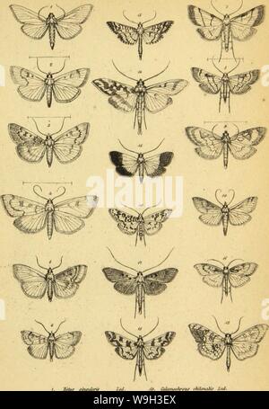 Archiv Bild ab Seite 530 der Wiener entomologische Monatschrift (1857) Stockfoto