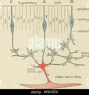 Archiv Bild ab Seite 530 von Cunningham's Lehrbuch der Anatomie (1914) Stockfoto