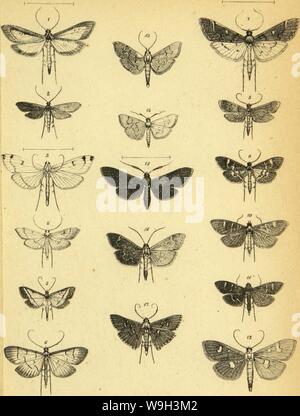 Archiv Bild ab Seite 538 der Wiener entomologische Monatschrift (1857) Stockfoto