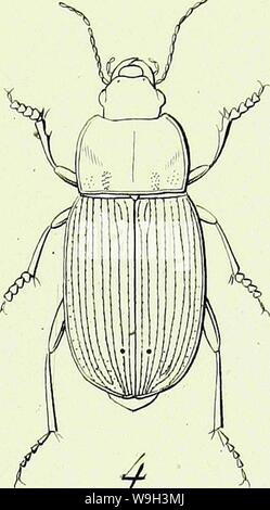 Archiv Bild ab Seite 538 Der Iconographie et Histoire Naturelle des Stockfoto