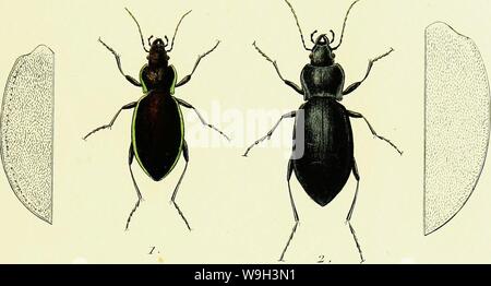 Archiv Bild ab Seite 538 Der Iconographie et Histoire Naturelle des. Iconographie et Histoire Naturelle des coléoptères d'Europa; CUbiodiversity 1128626-9559 Jahr: 1829 (l'om. J'r/'/. "•!, CARABUS. Stockfoto