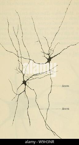 Archiv Bild ab Seite 541 von Cunningham's Lehrbuch der Anatomie (1914). Cunninghams Lehrbuch der Anatomie cunninghamstextb 00 cunn Jahr: 1914 (508 Der NEKVOUS SYSTEM. Nerv - Fasern. - Nerv - Fasern, ar-in Bündel von mehr oder weniger lose reichten, bilden die Nerven, die in jedem Teil des Körpers. Sie stellen auch den größten Teil des Gehirn und Rückenmark Medulla. Nerv-Fasern sind die Verhalten-ing Elemente des Nervensystems; sie dienen den Nerv zu bringen-Zellen in Bezug sowohl untereinander als auch mit den verschiedenen Geweben des Körpers. Es gibt verschiedene Sorten von Nerv-f Stockfoto