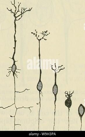 Archiv Bild ab Seite 542 von Cunningham's Lehrbuch der Anatomie (1914) Stockfoto
