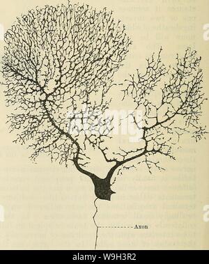 Archiv Bild ab Seite 541 von Cunningham's Lehrbuch der Anatomie (1914). Cunninghams Lehrbuch der Anatomie cunninghamstextb 00 cunn Jahr: 1914 (Nerv-Fasern. - Nerv - Fasern, ar-in Bündel von mehr oder weniger lose reichten, bilden die Nerven, die in jedem Teil des Körpers. Sie stellen auch den größten Teil des Gehirn und Rückenmark Medulla. Nerv-Fasern sind die Verhalten-ing Elemente des Nervensystems; sie dienen den Nerv zu bringen-Zellen in Bezug sowohl untereinander als auch mit den verschiedenen Geweben des Körpers. Es gibt verschiedene Sorten von Nerv - Fasern, sondern in allen Die leadi Stockfoto