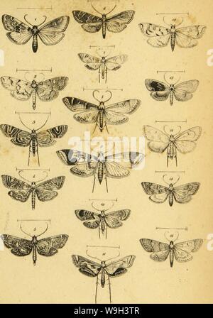 Archiv Bild ab Seite 542 der Wiener entomologische Monatschrift (1857) Stockfoto