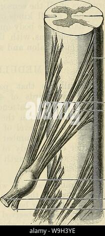 Archiv Bild ab Seite 551 von Cunningham's Lehrbuch der Anatomie (1914) Stockfoto