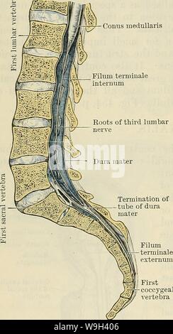 Archiv Bild ab Seite 551 von Cunningham's Lehrbuch der Anatomie (1914) Stockfoto